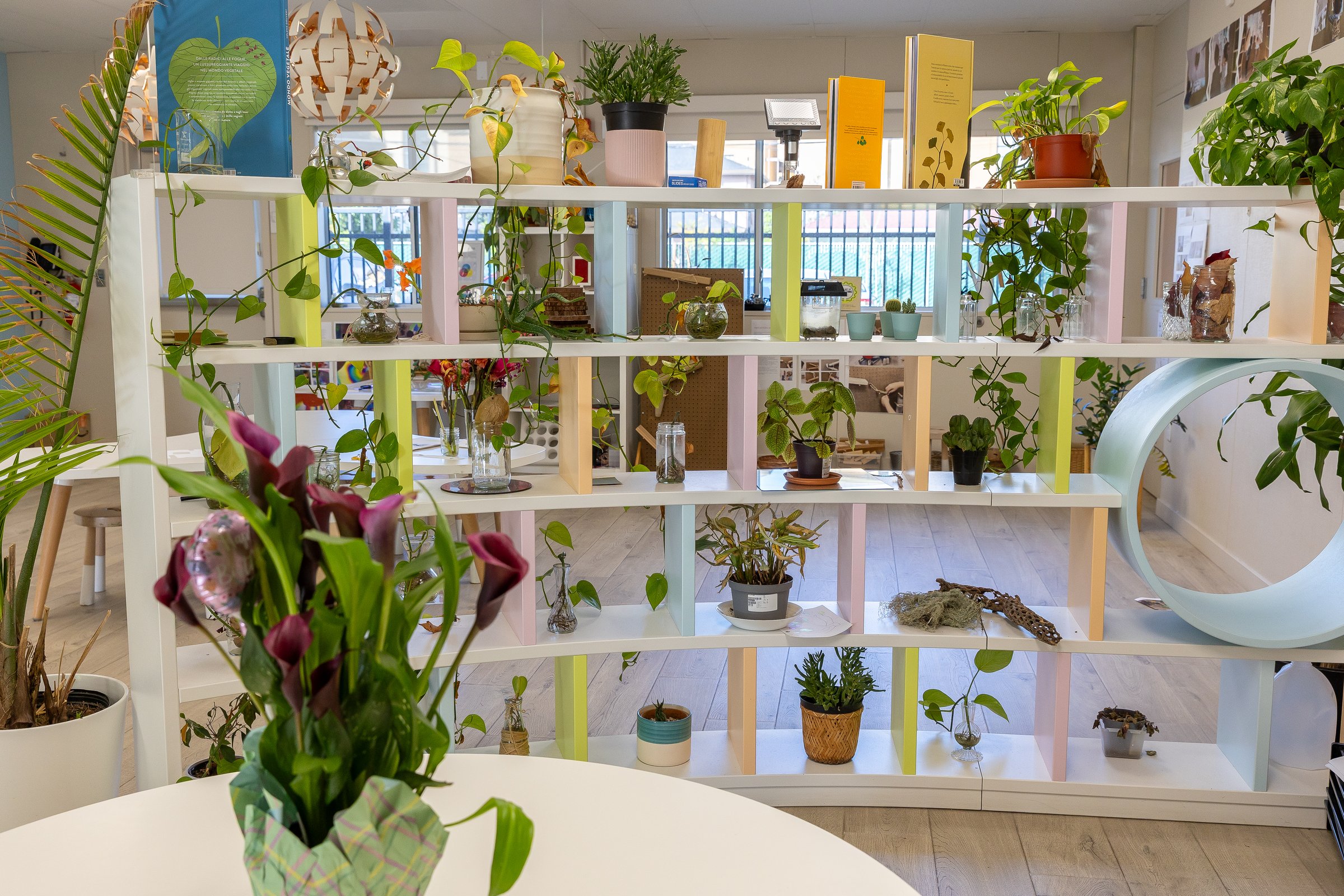 Shelves of plants, cuttings and natural materials in a La Scuola classroom