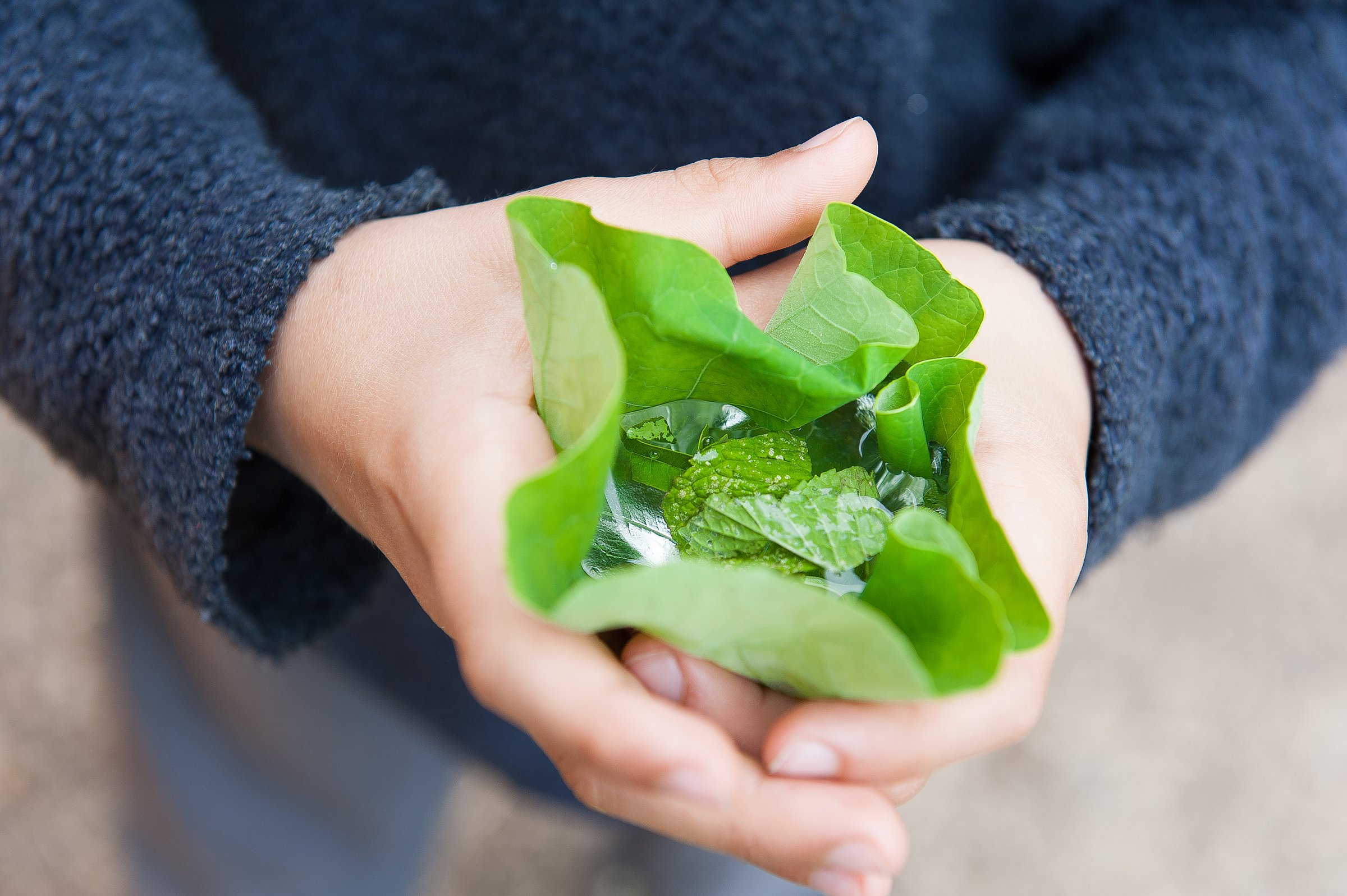 A child's cupped hands holding fresh green leaves