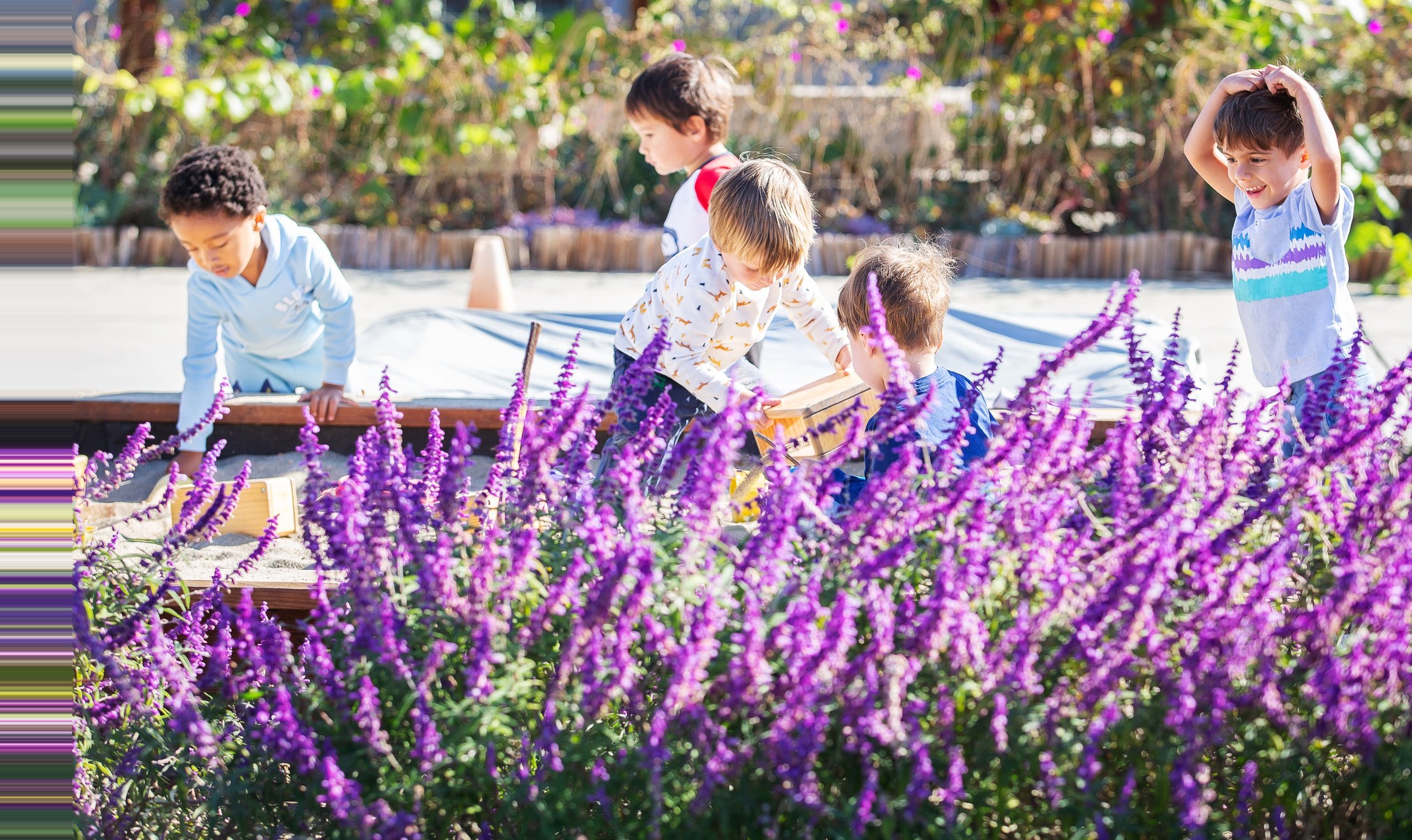 Preschoolers exploring among lavender in the Silicon Valley campus garden